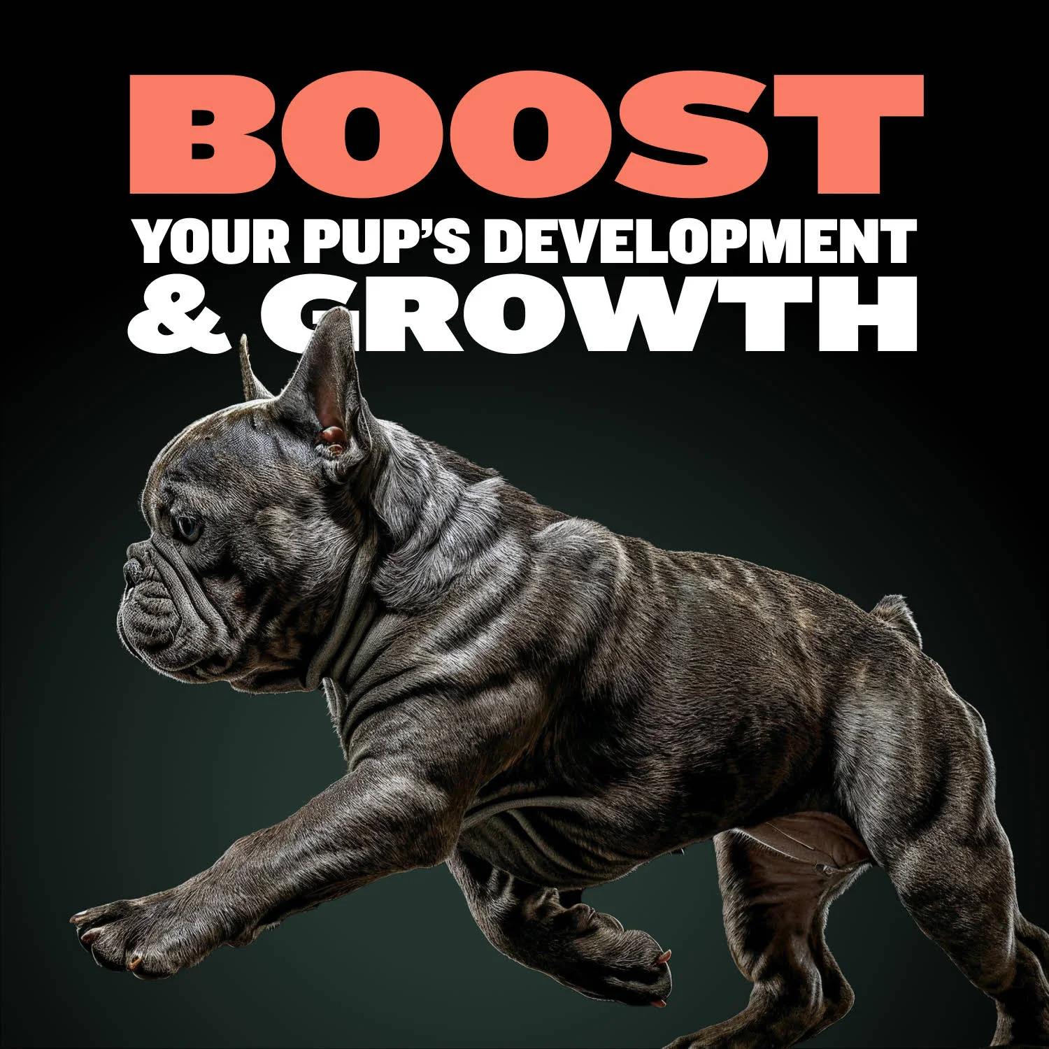 Bully Max Puppy Tabs for Development & Growth - Image 3