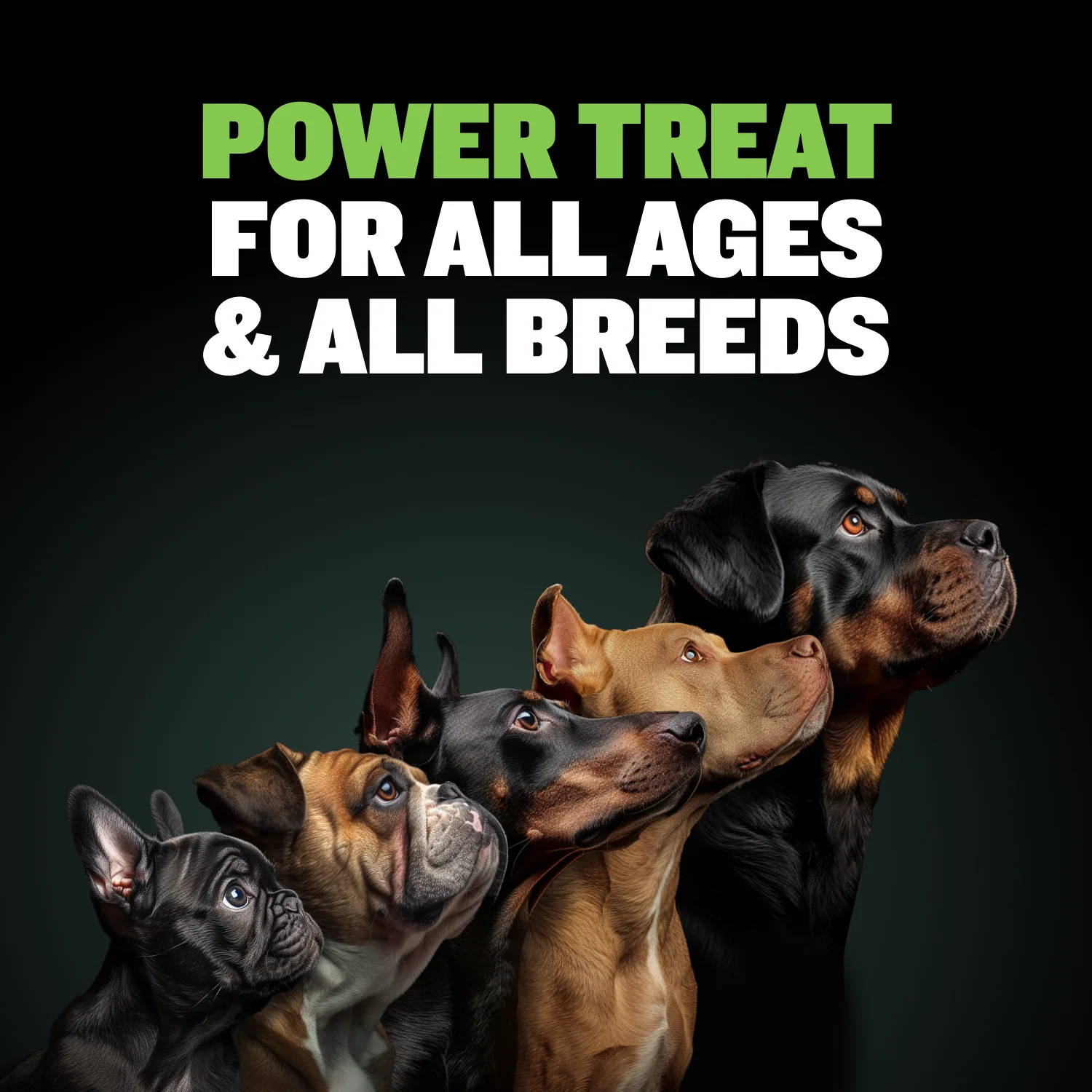 High Protein Power Chews (3-PACK) - Image 7