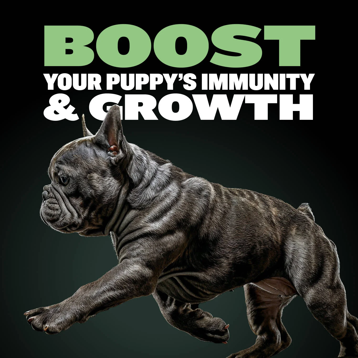 Bully Max Dry Puppy Food & Puppy Tabs Bundle - Image 3