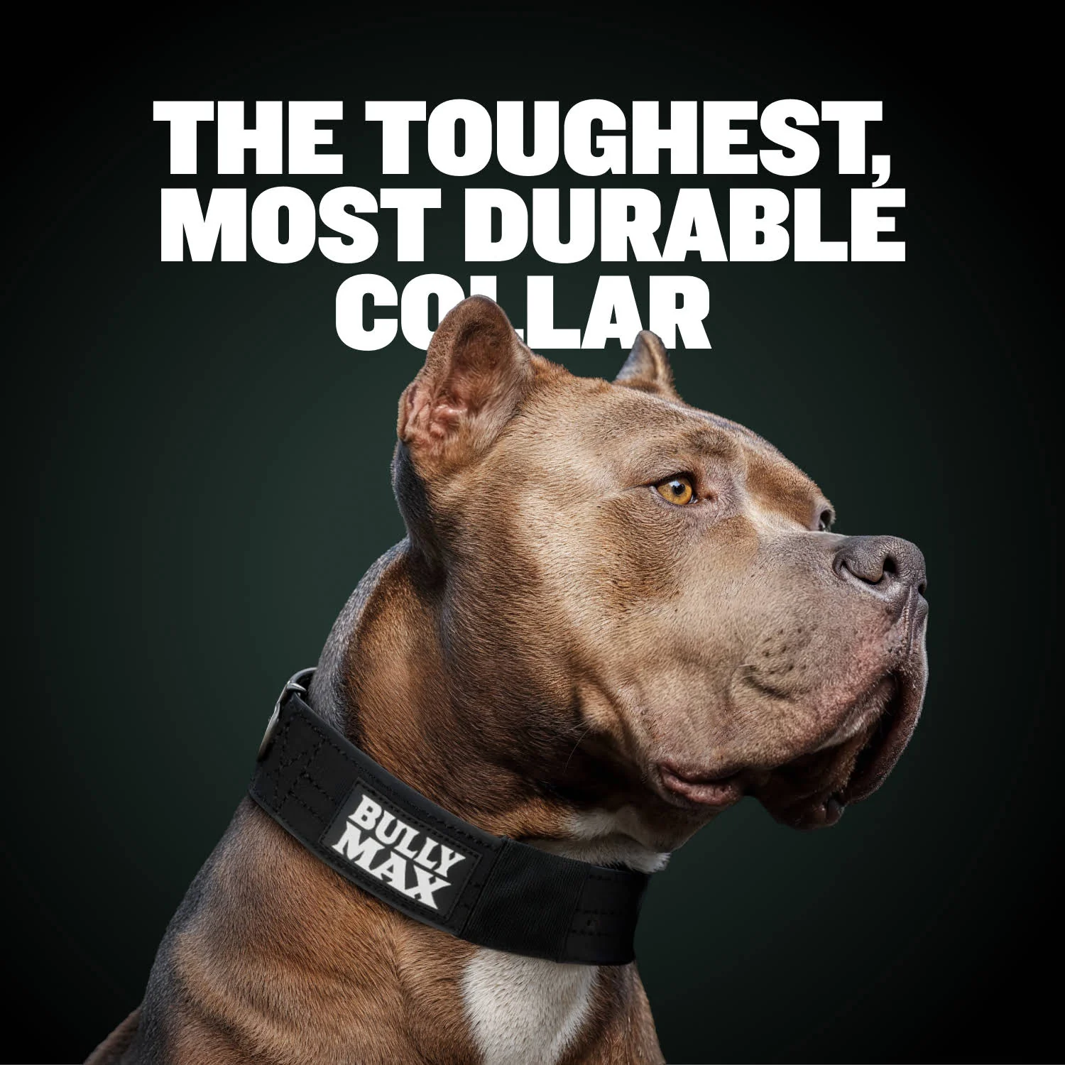 Extra Heavy Duty Dog Collar (Black) - Image 2