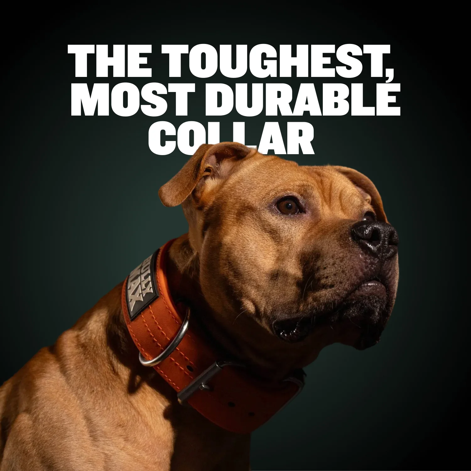 Extra Heavy Duty Dog Collar (Orange) - Image 2