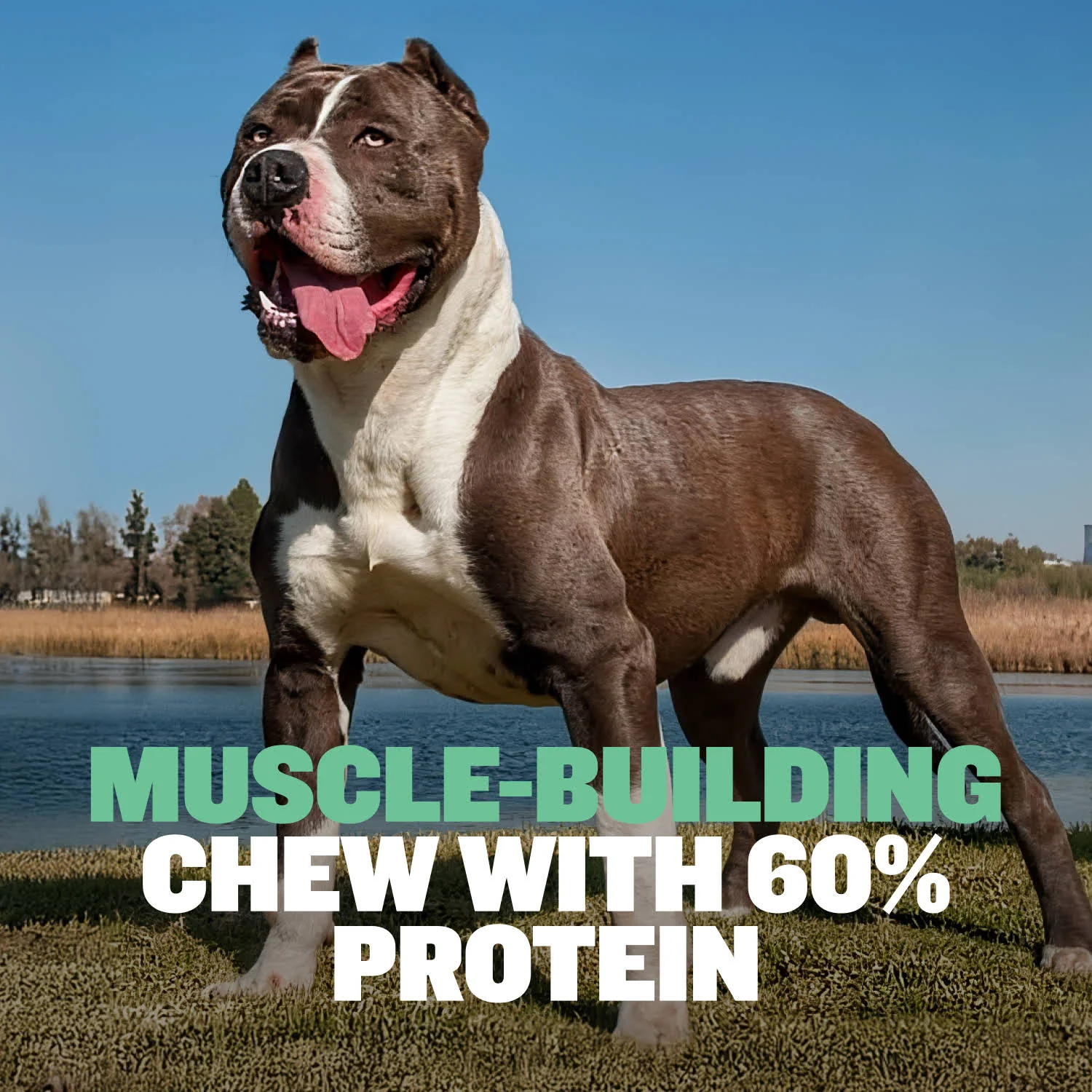 High Protein Power Chew - Mint - Image 4