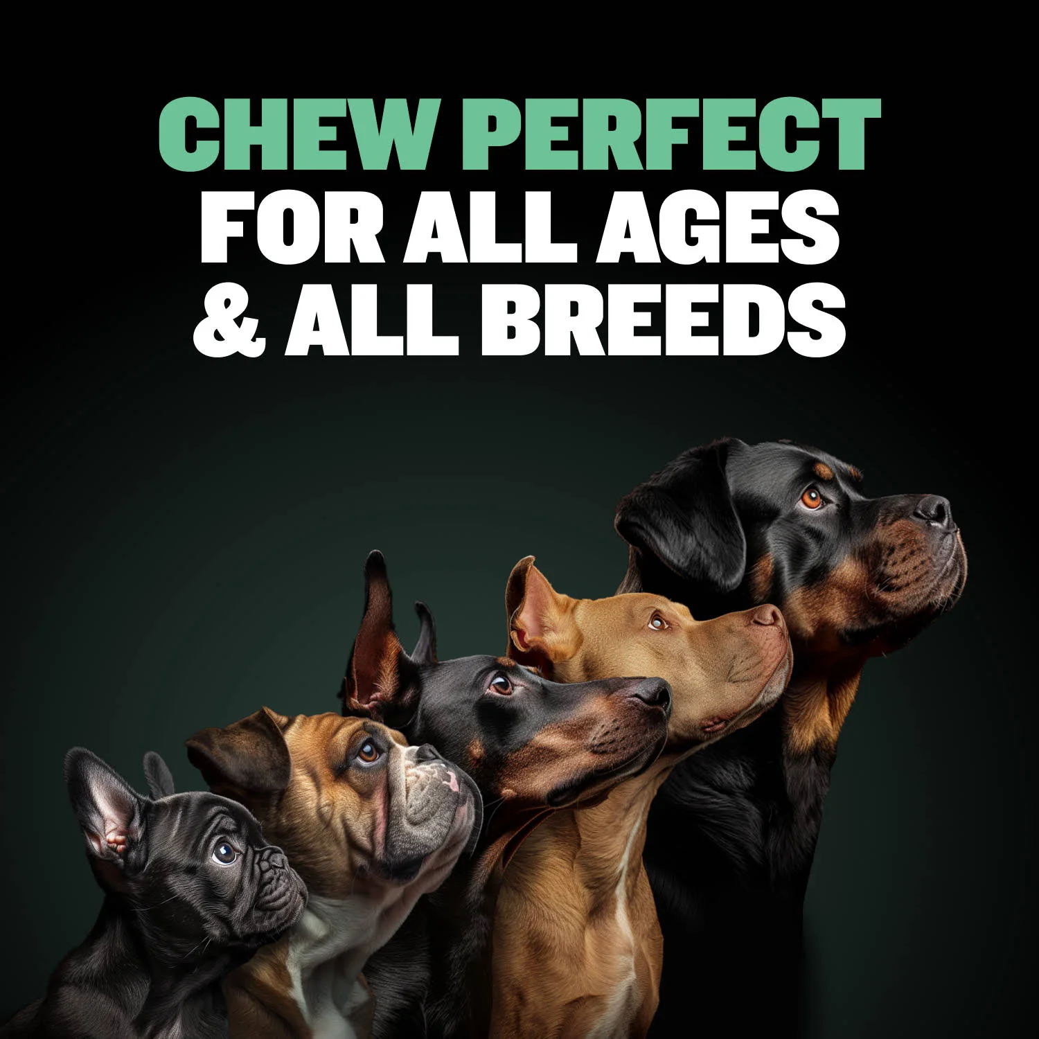 High Protein Power Chew - Mint - Image 9