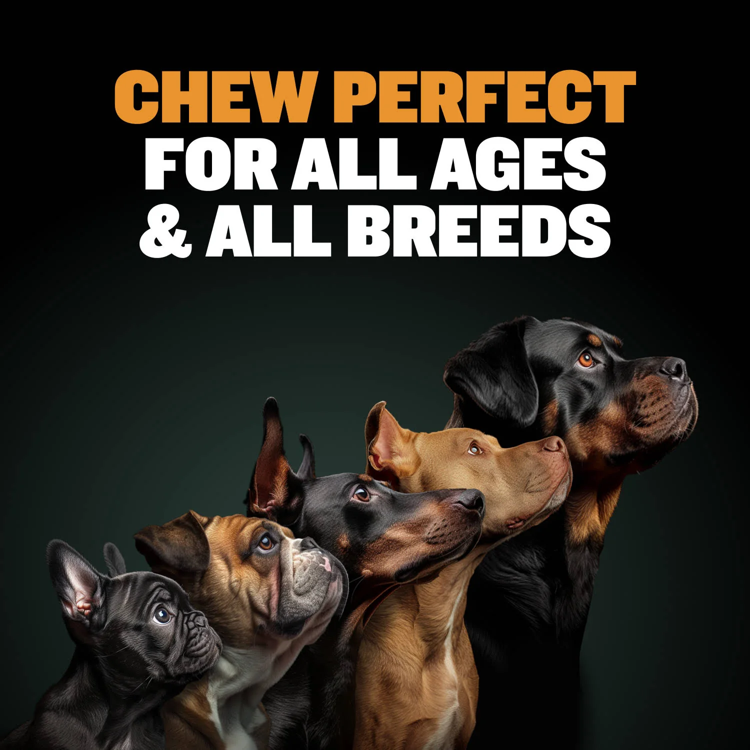 High Protein Power Chew - Pumpkin - Image 10