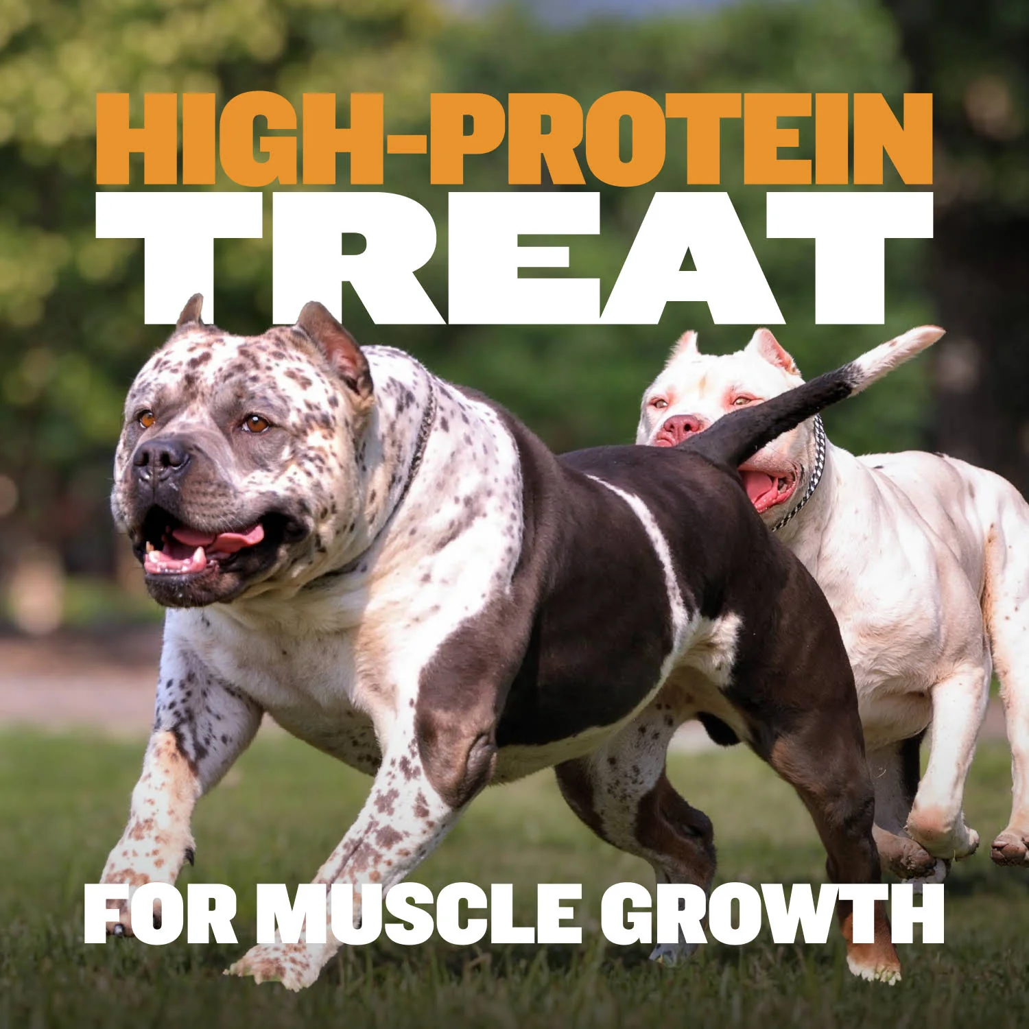 High Protein Power Chew - Pumpkin - Image 4