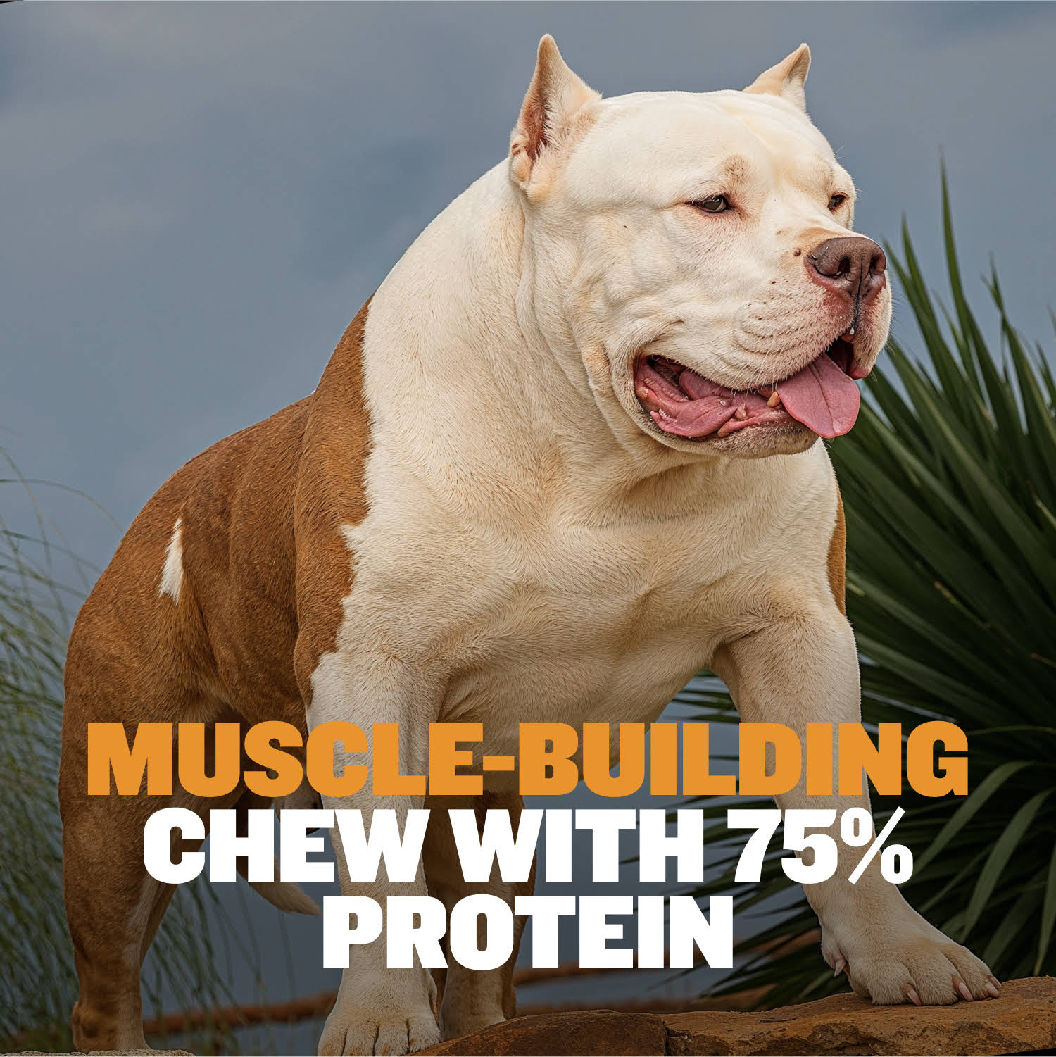 High Protein Power Chew - Pumpkin - Image 8
