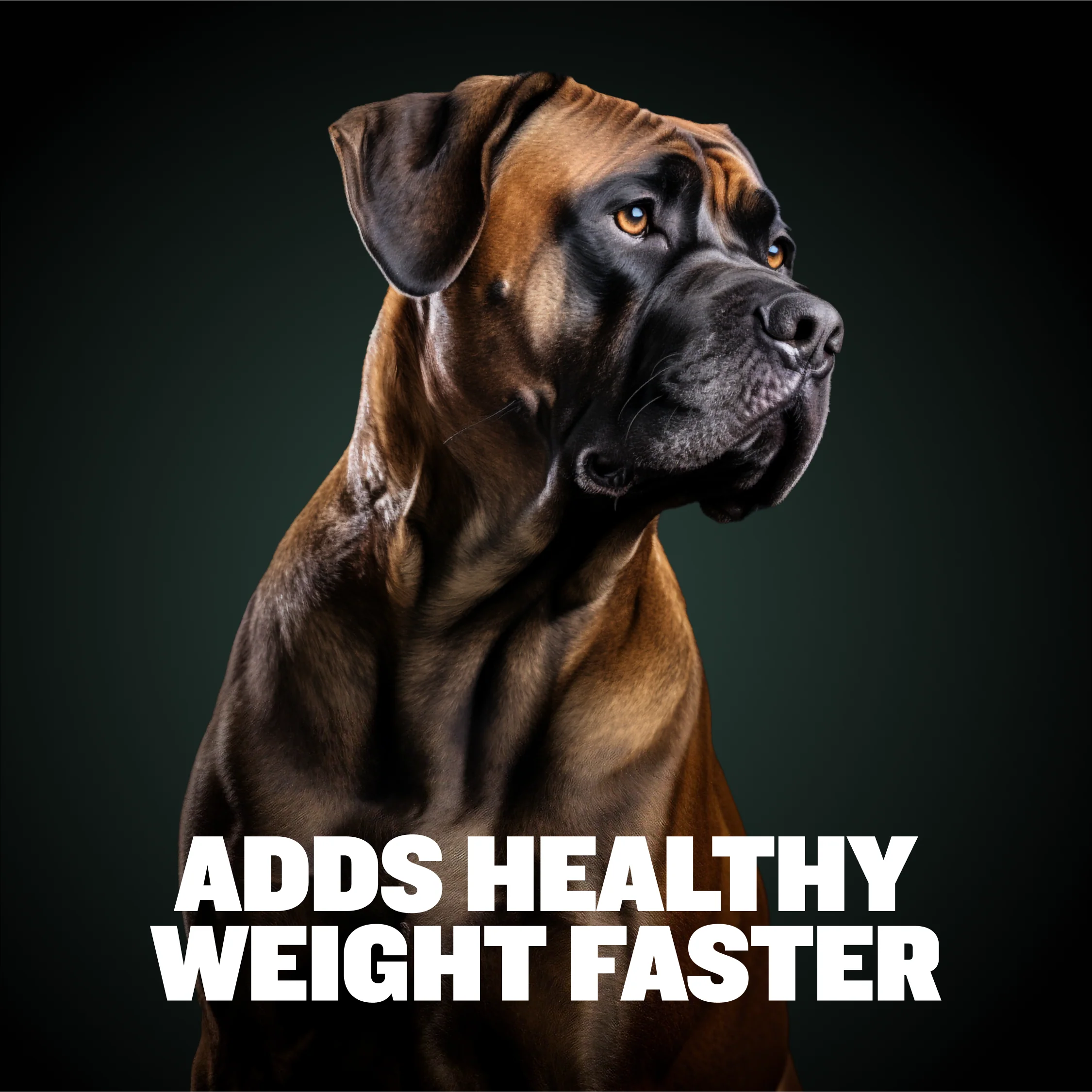 Bully Max Liquid Weight Gainer 2-in-1 - Image 10