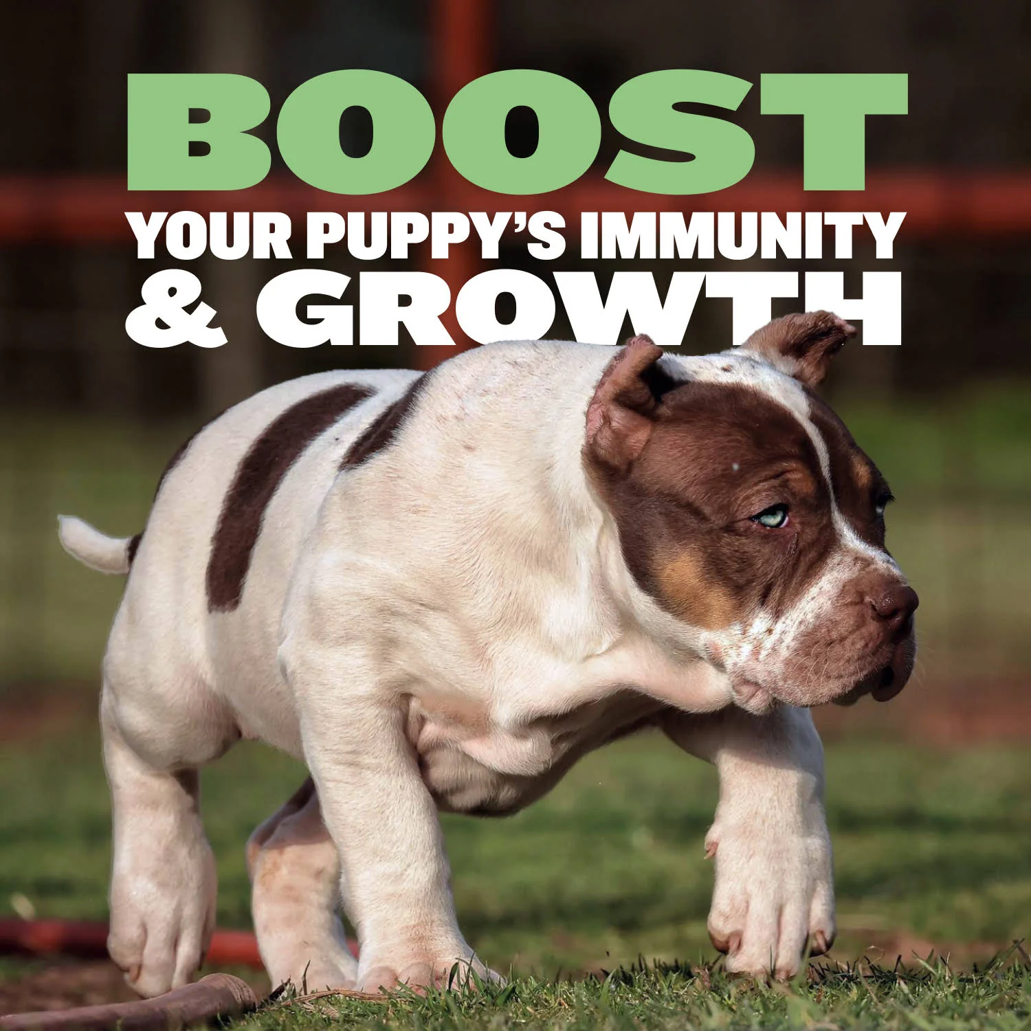 Bully Max 24/14 High Protein & Growth Puppy Food - Image 3