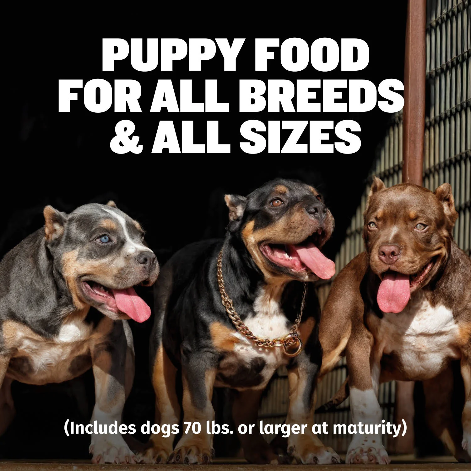 Bully Max 24/14 High Protein & Growth Puppy Food - Image 4