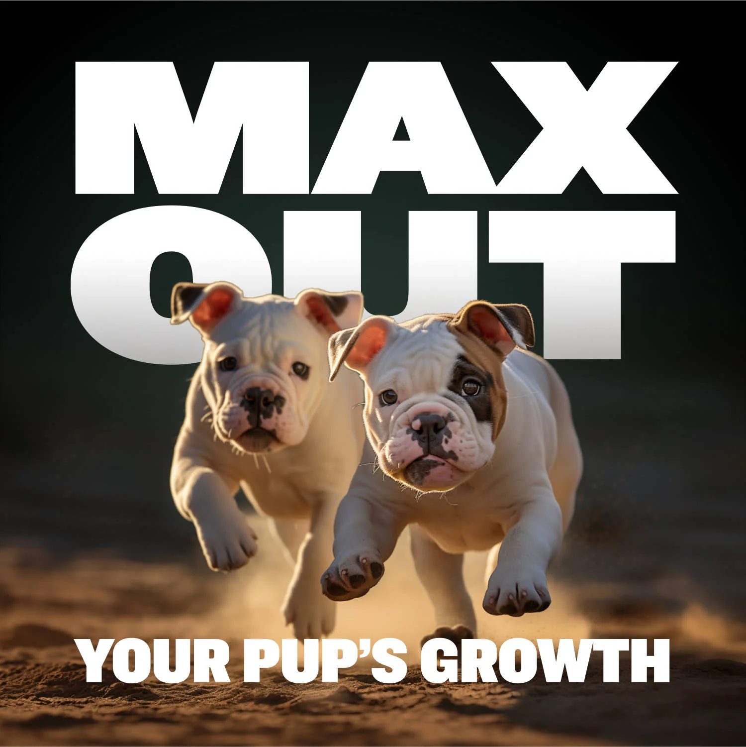 Puppy Starter Pack for Training & Growth - Image 10
