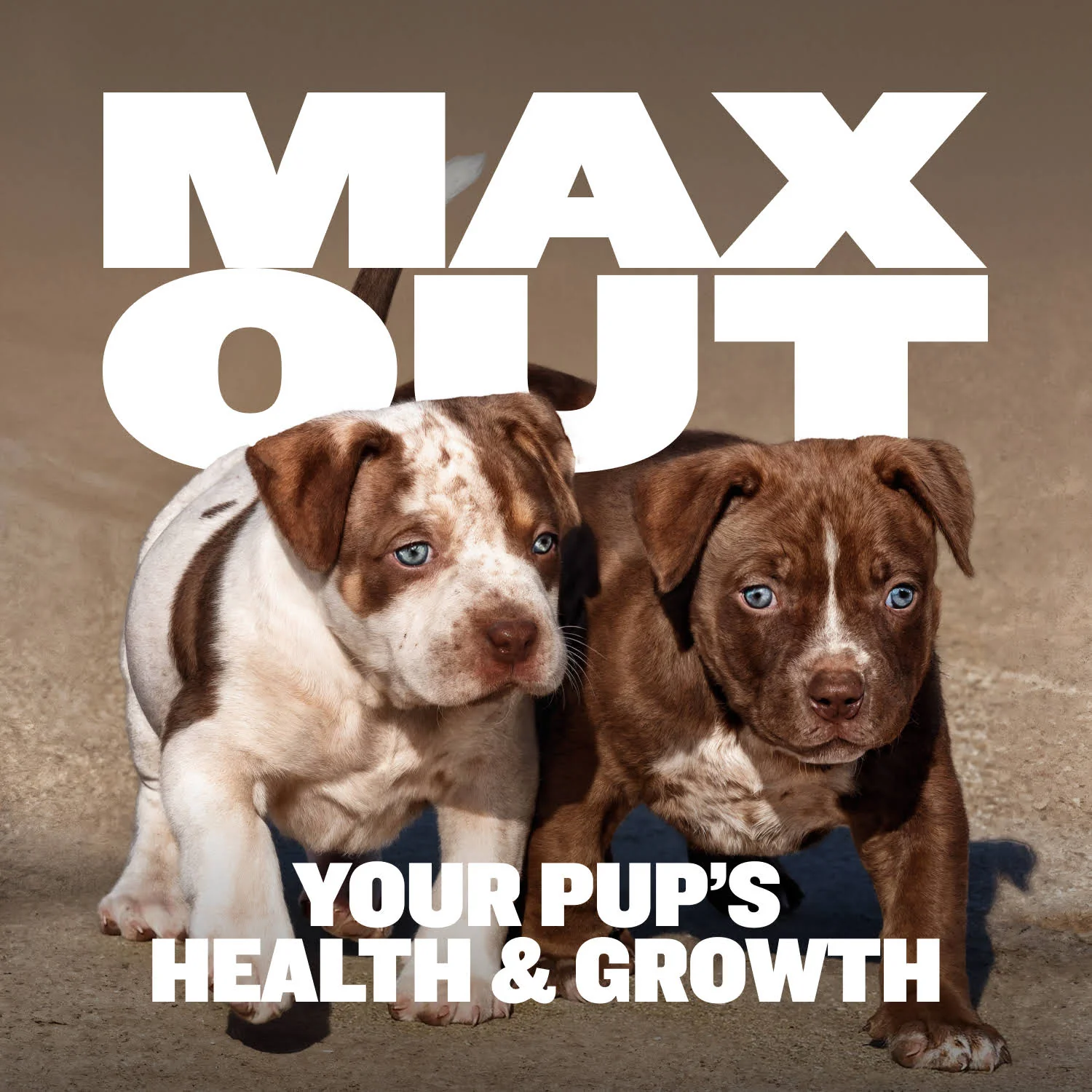 Bully Max Puppy Chews for Immunity & Growth - Image 3