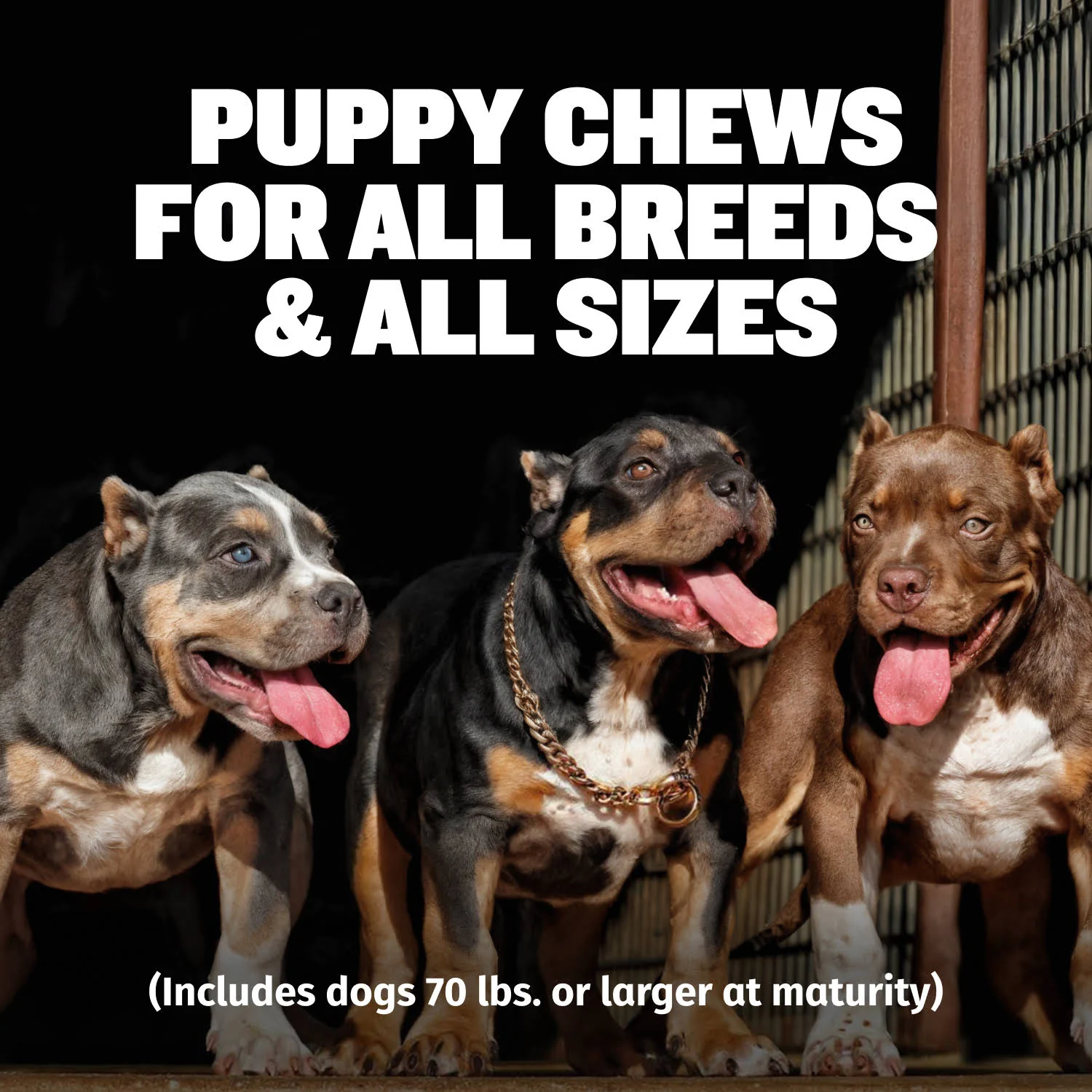 Bully Max Puppy Chews for Immunity & Growth - Image 7