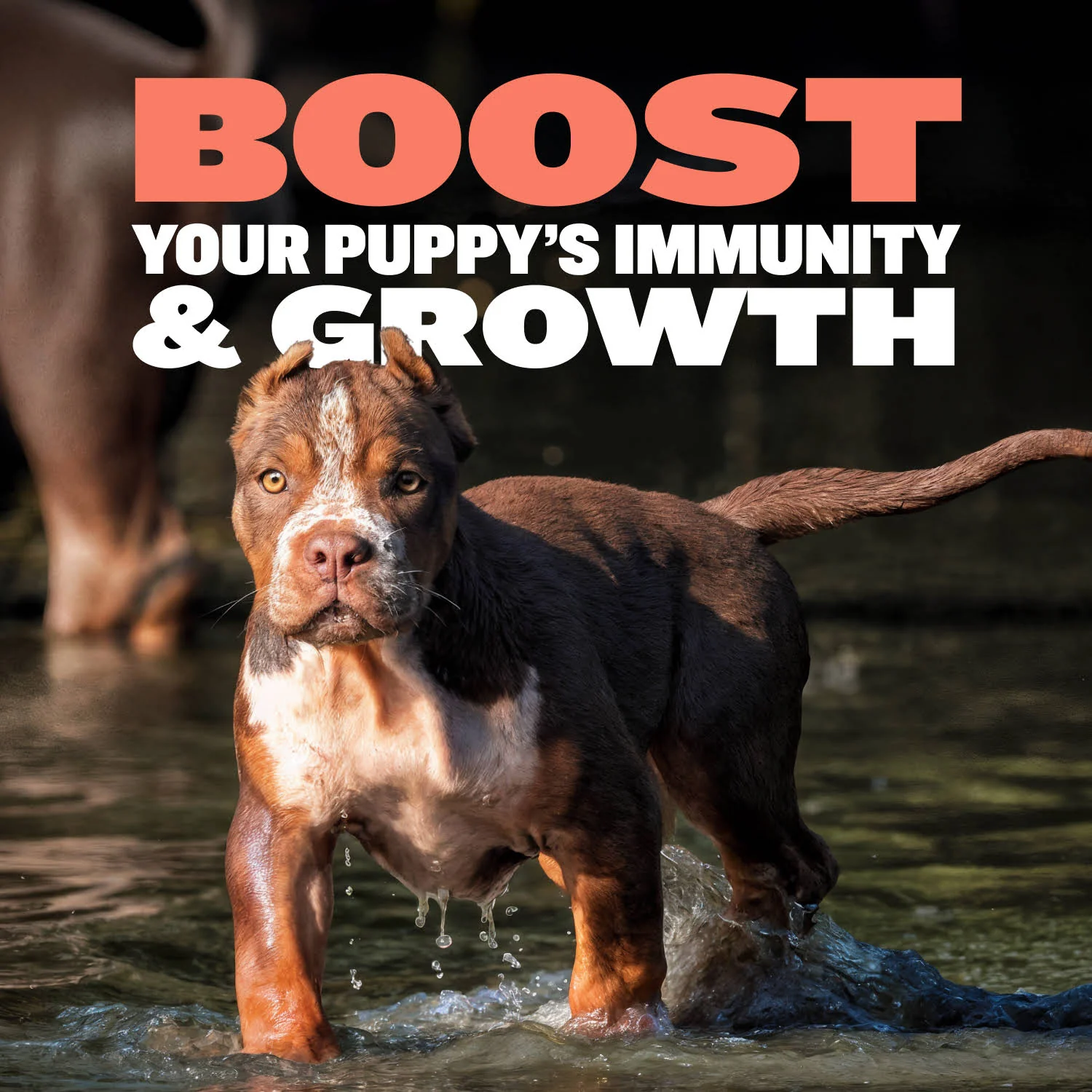Bully Max Puppy Chews for Immunity & Growth - Image 8